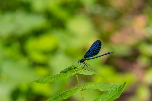 dragonfly  blue-winged demoiselle  flight insect