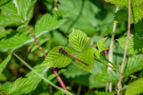 dragonfly  insect  wing