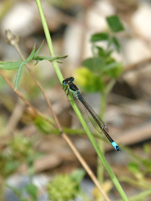 dragonfly  damselfly  ischnura elegans