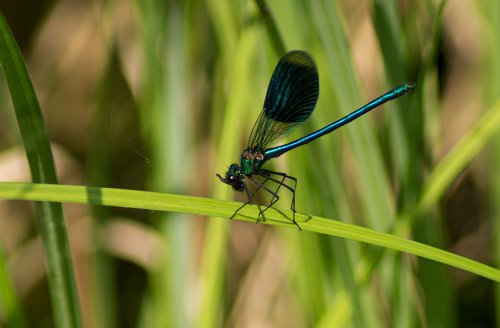 dragonfly  males  flight insect