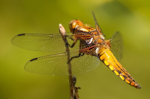 dragonfly  macro  insect