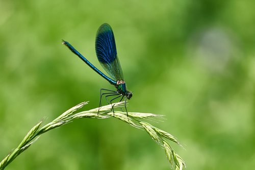 dragonfly  stohhalm  insect