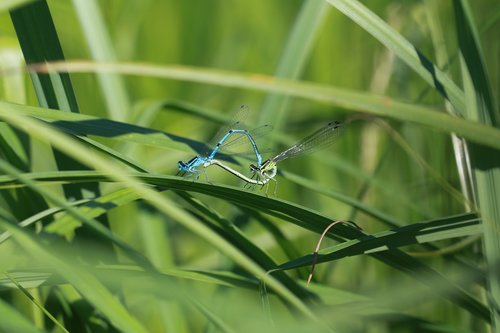 dragonfly  insect  couple