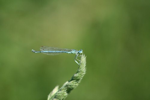 dragonfly  water  lake