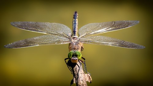 dragonfly  wings  insect