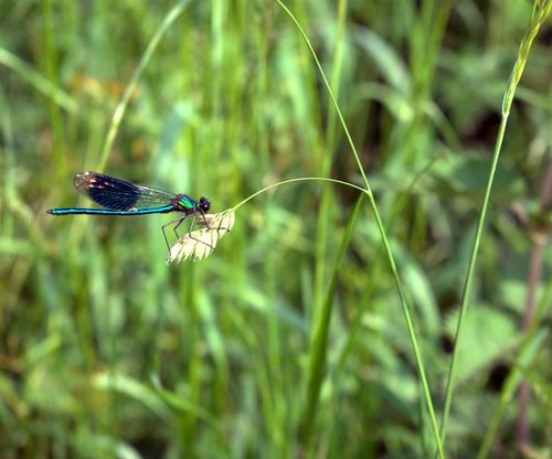 dragonfly  grass  fly
