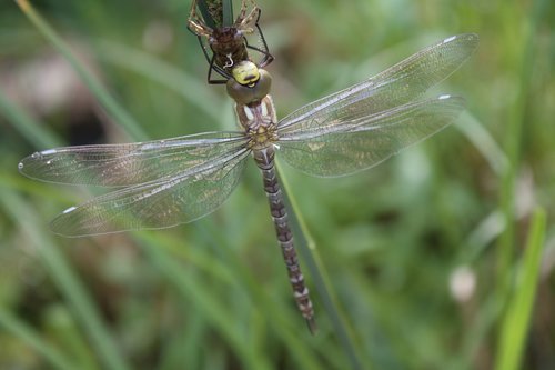 dragonfly  dragonflies  aeshna