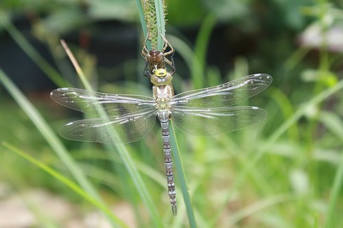 dragonfly  dragonflies  aeshna