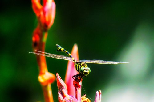 dragonfly  quentin chong  natural