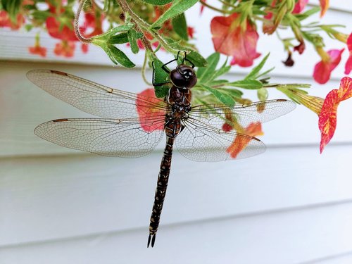 dragonfly  nature  insect