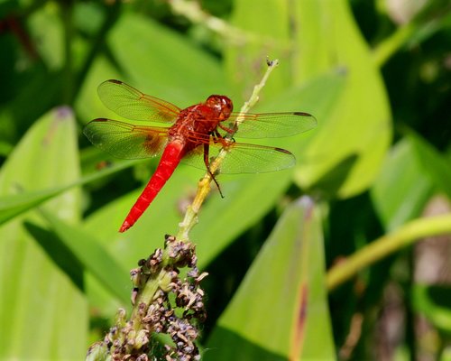 dragonfly  red  macro