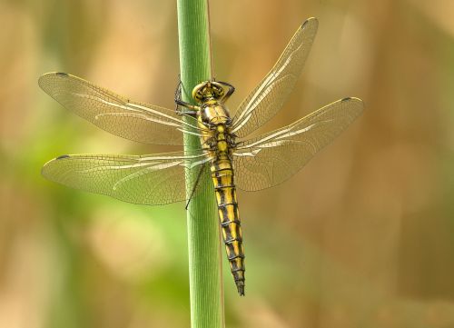 dragonfly insect animal