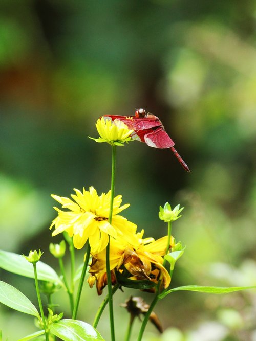 dragonfly  red  crimson