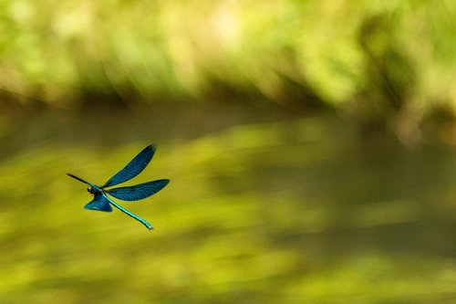 dragonfly  blue  nature
