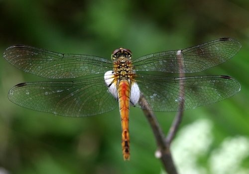 dragonfly  insecta  wings