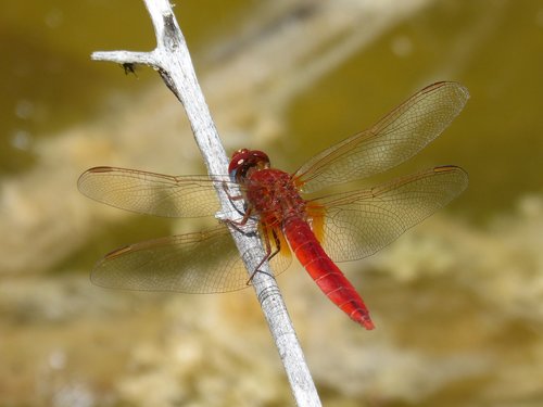 dragonfly  red dragonfly  erythraea crocothemis