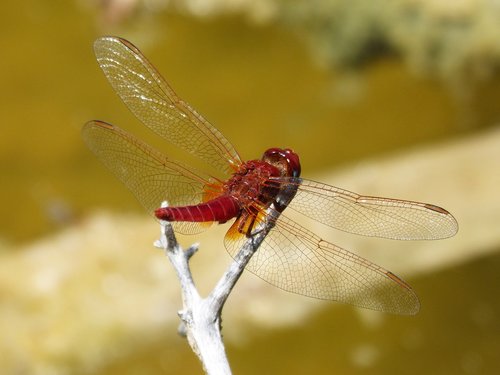 dragonfly  red dragonfly  erythraea crocothemis