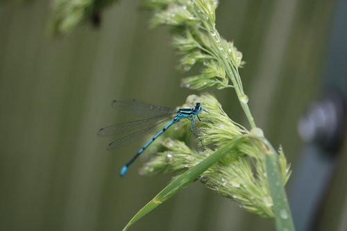 dragonfly  insect  summer