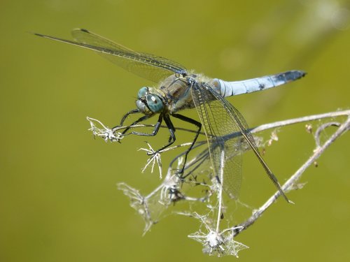 dragonfly  libellula fulva  blue dragonfly