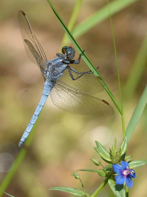dragonfly  orthetrum brunneum  blue dragonfly