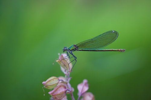 dragonfly  macro  insect