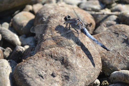 dragonfly  stone  bank