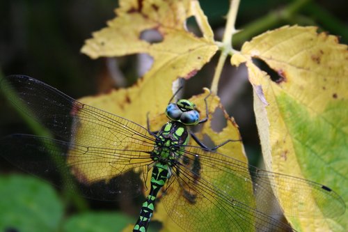 dragonfly  blue  green