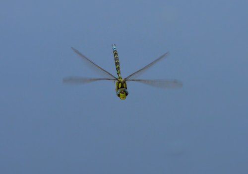 dragonfly  summer  nature