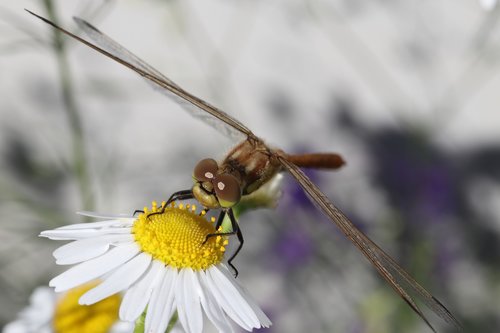 dragonfly  daisy  flower
