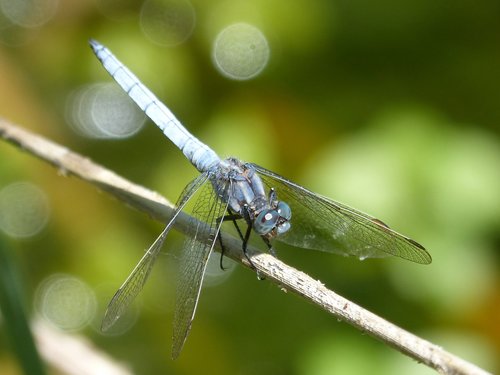 dragonfly  blue dragonfly  orthetrum brunneum