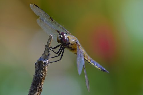 dragonfly  summer  nature