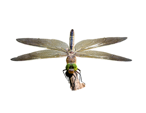 dragonfly  transparent  insect