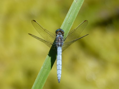 dragonfly  orthetrum brunneum  blue dragonfly