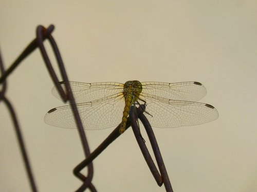 dragonfly  yellow dragonfly  winged insect