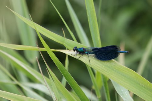 dragonfly  beautiful girl  black