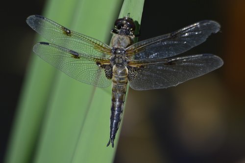 dragonfly  nature  macro