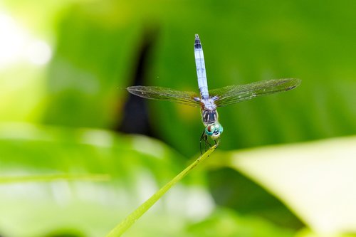 dragonfly  bug  insect