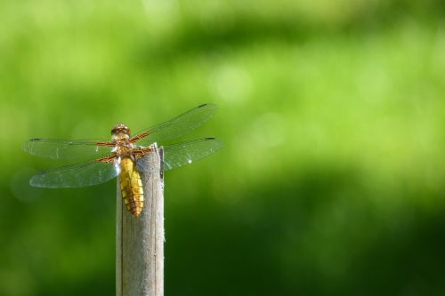 dragonfly sailing dragonfly plattbauch