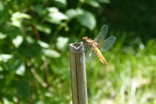 dragonfly sailing dragonfly plattbauch