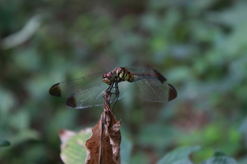 dragonfly  insects  nature