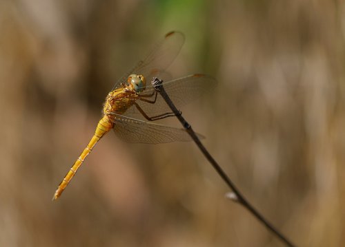 dragonfly  brown  insecta