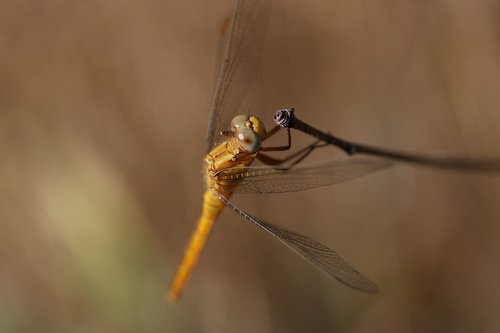 dragonfly  brown  insecta