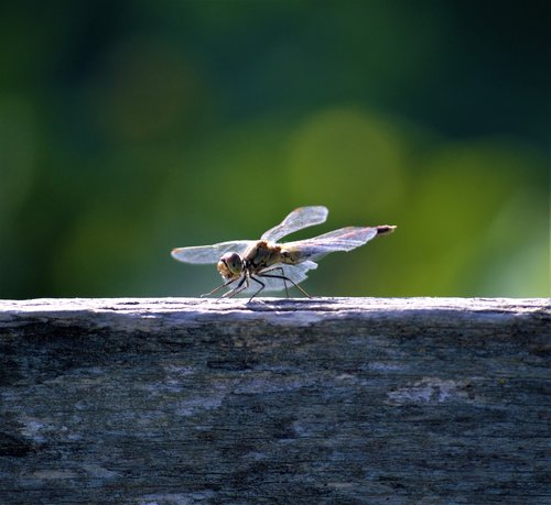 dragonfly  lonely  summer