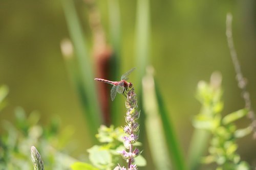 dragonfly  insect  green