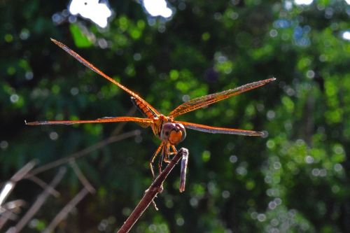 dragonfly nature golden