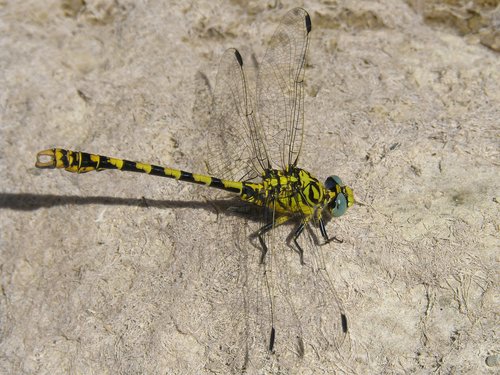 dragonfly  dragonfly tiger  onychogomphus forcipatus