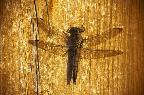 dragonfly  evening light  shadow