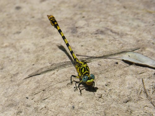 dragonfly  dragonfly tiger  onychogomphus forcipatus