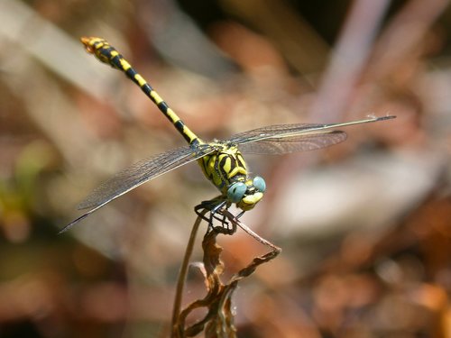 dragonfly  dragonfly tiger  onychogomphus forcipatus