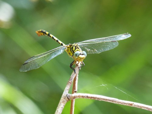 dragonfly  dragonfly tiger  onychogomphus forcipatus